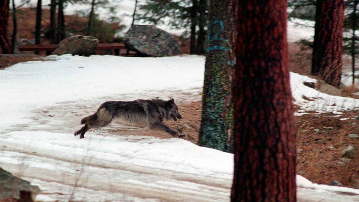 Wolf Killing Idaho