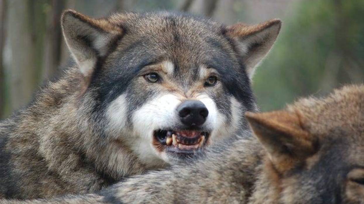 Wolf ready to attack