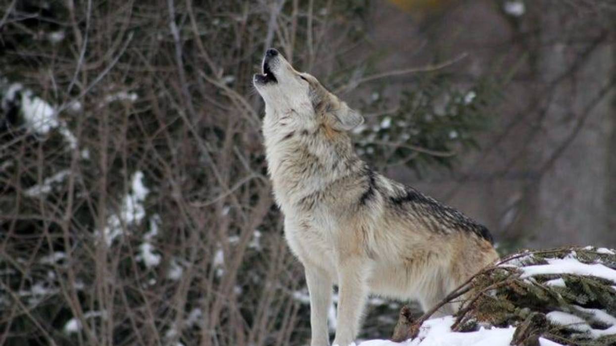 Wolf
