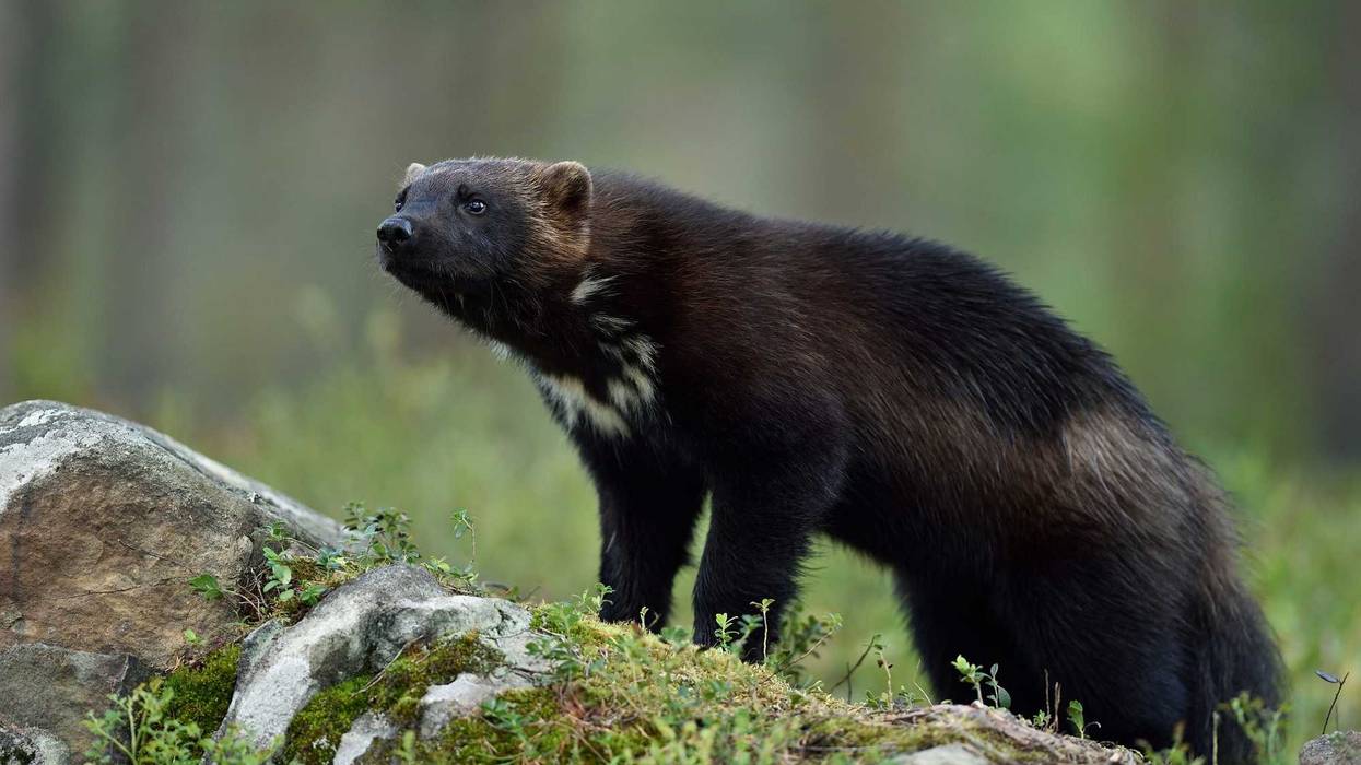 Wolverine stock photo.