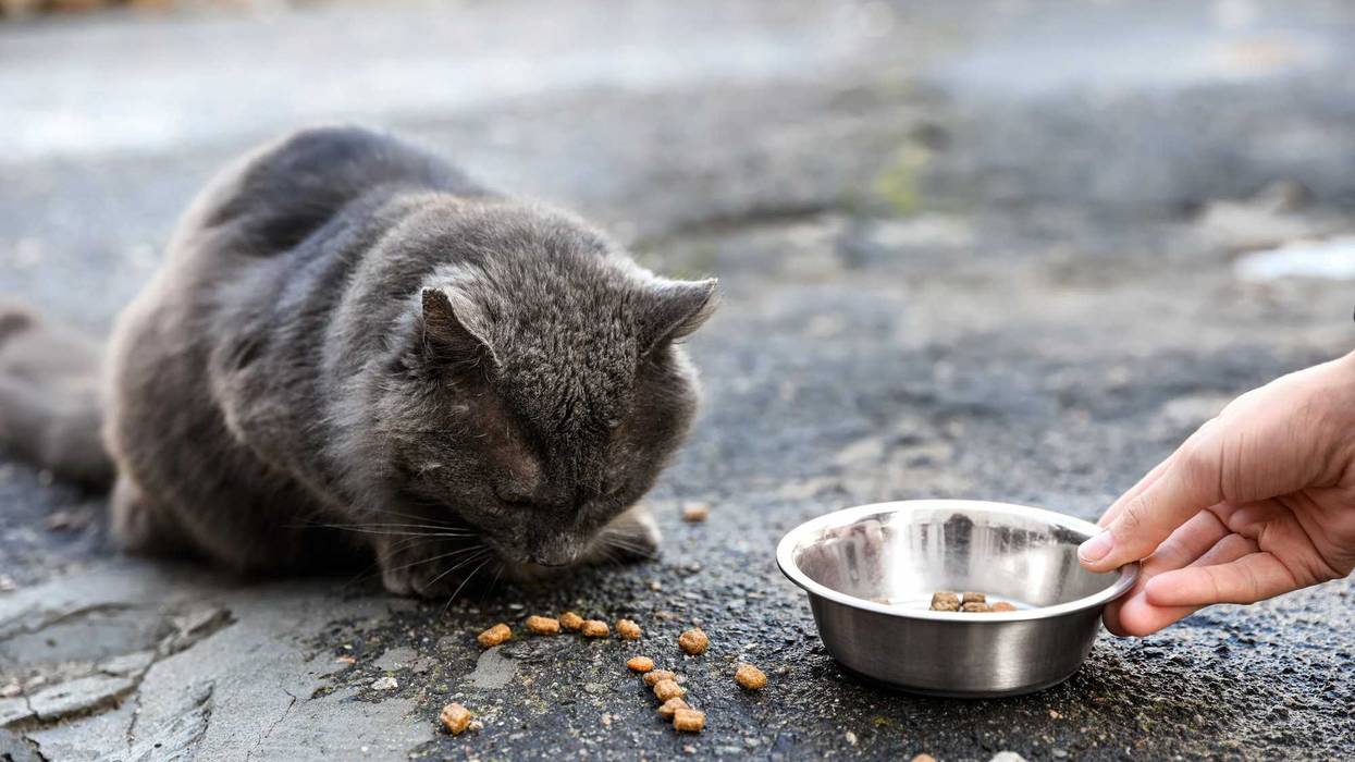 Woman feeding homeless grey cat outdoors, closeup. Abandoned animal