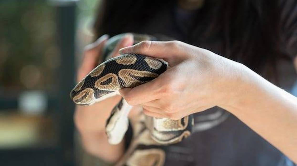 Woman holding a brown snake