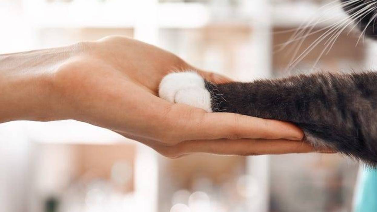 woman holding cat's paw