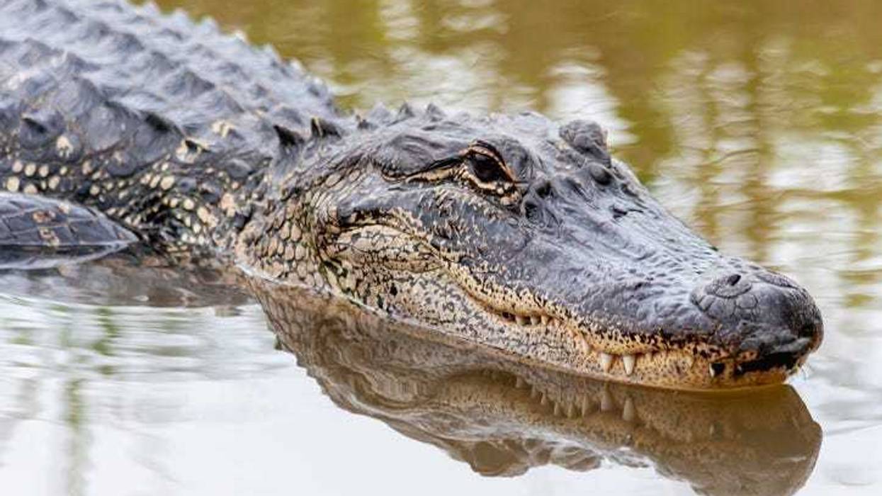 woman jumps into alligator pit