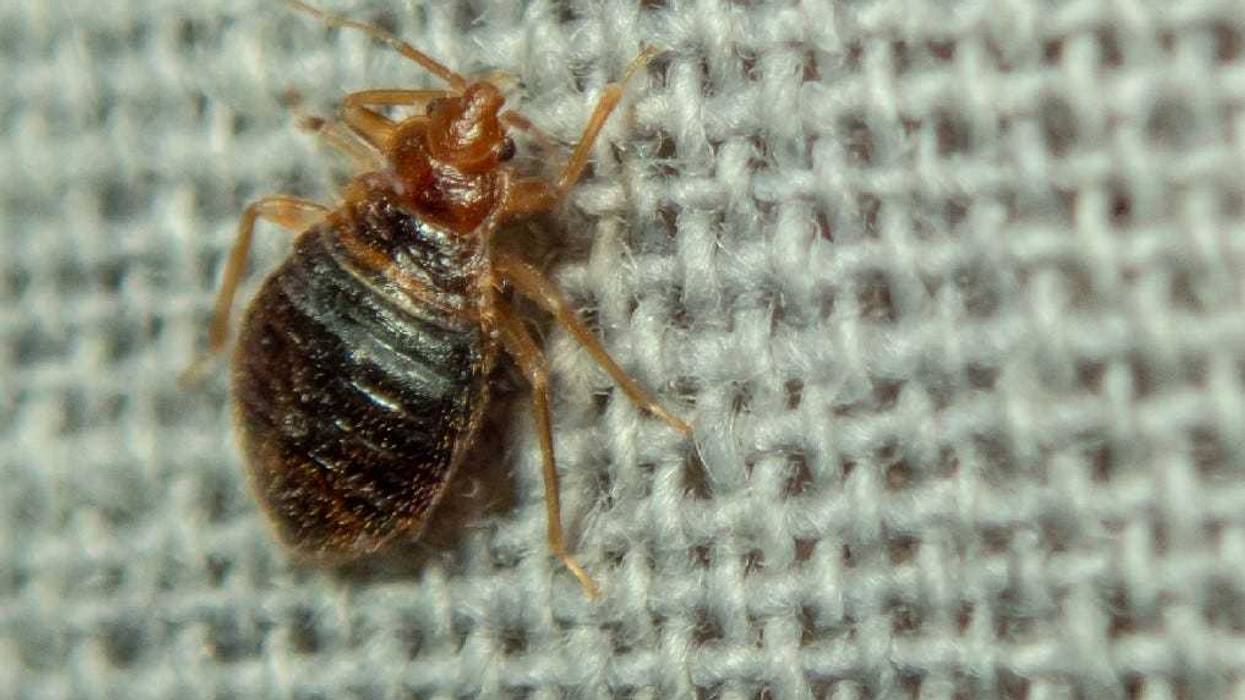 woman sets herself on fire trying to kill bedbugs