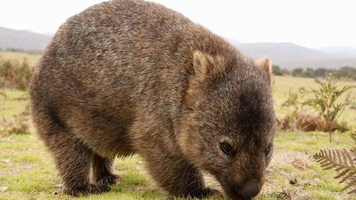 Wombat