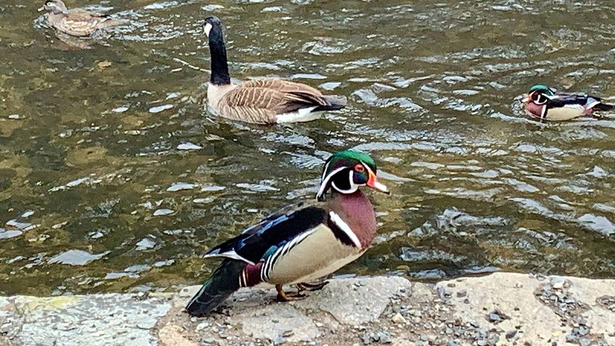 wood ducks