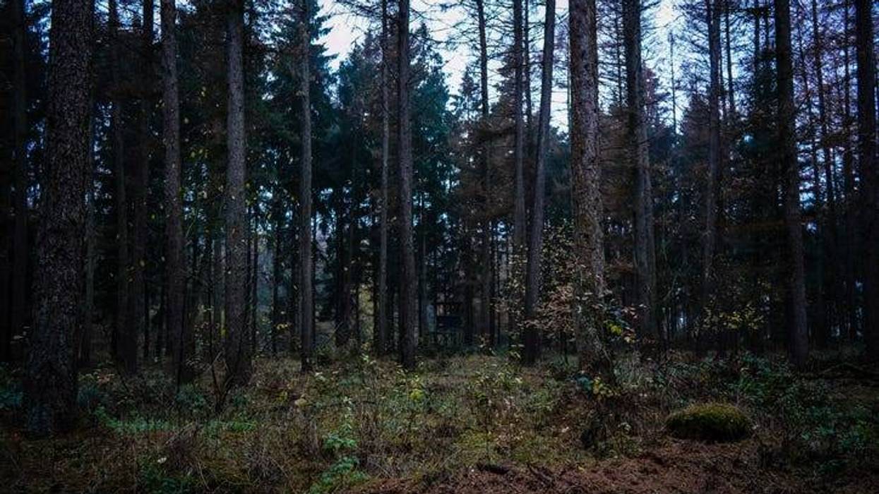 woods at night