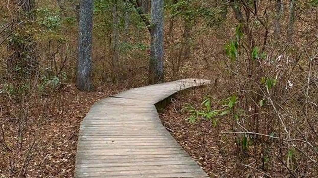 Woods