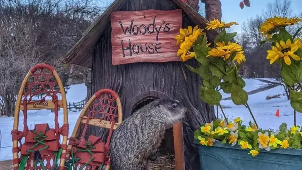 Woody outside her house at the Howell Nature Center.