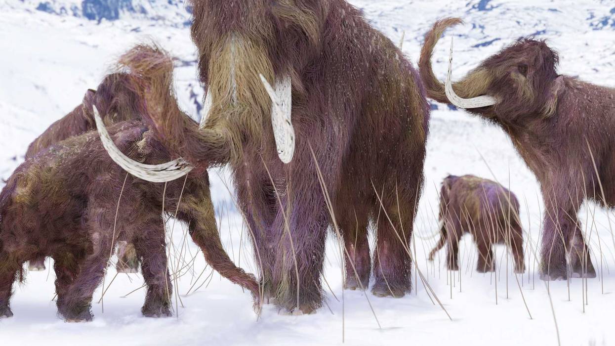 Woolly mammoths.