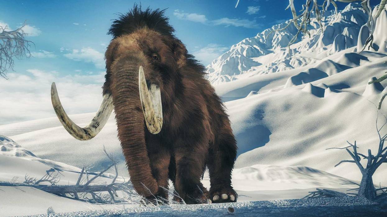 Wooly Mammoth