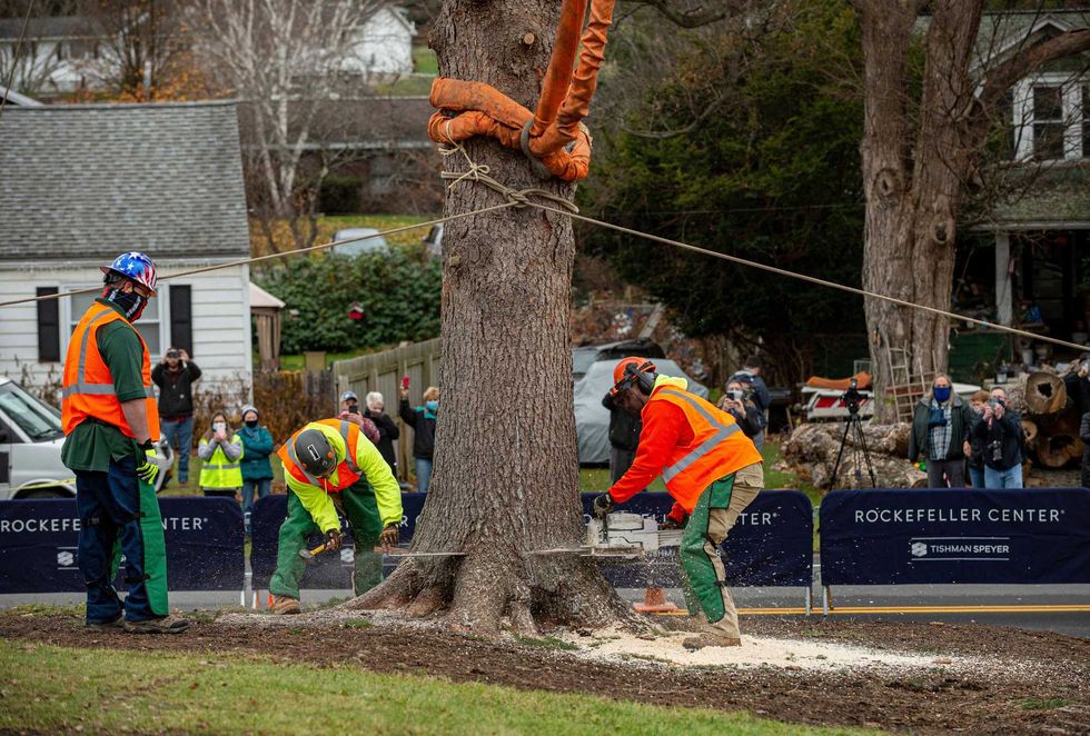 Workers cut down a 75-foot tall, 11-ton Norway Spruce that will serve as this year