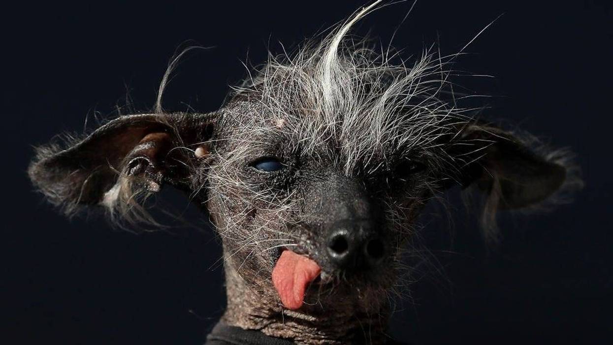 "World's Ugliest Dog" Contestant