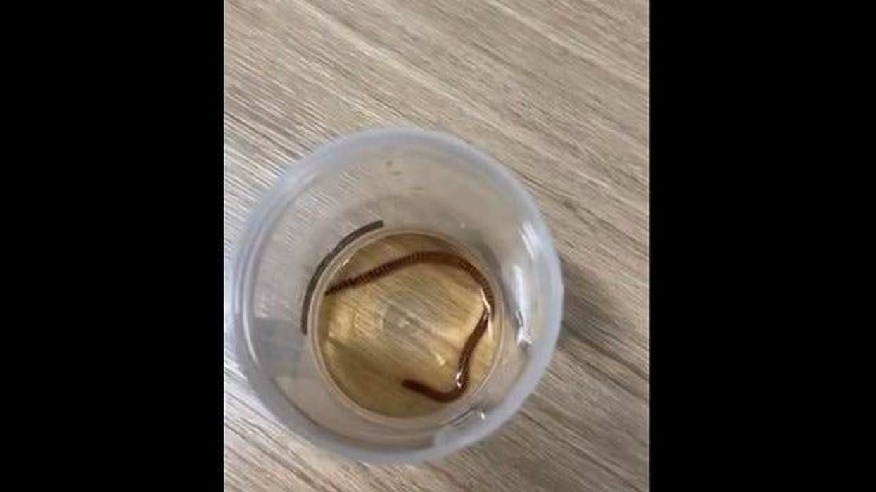 Worm found in tea