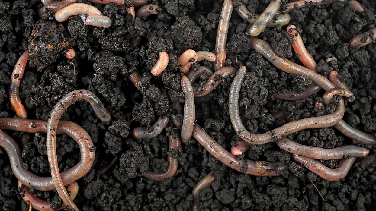 Worms in soil.