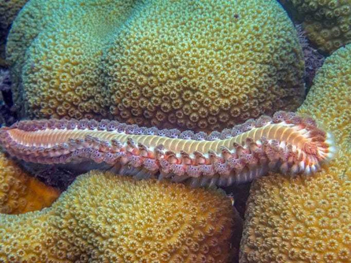 Worms in the ocean like shag carpet