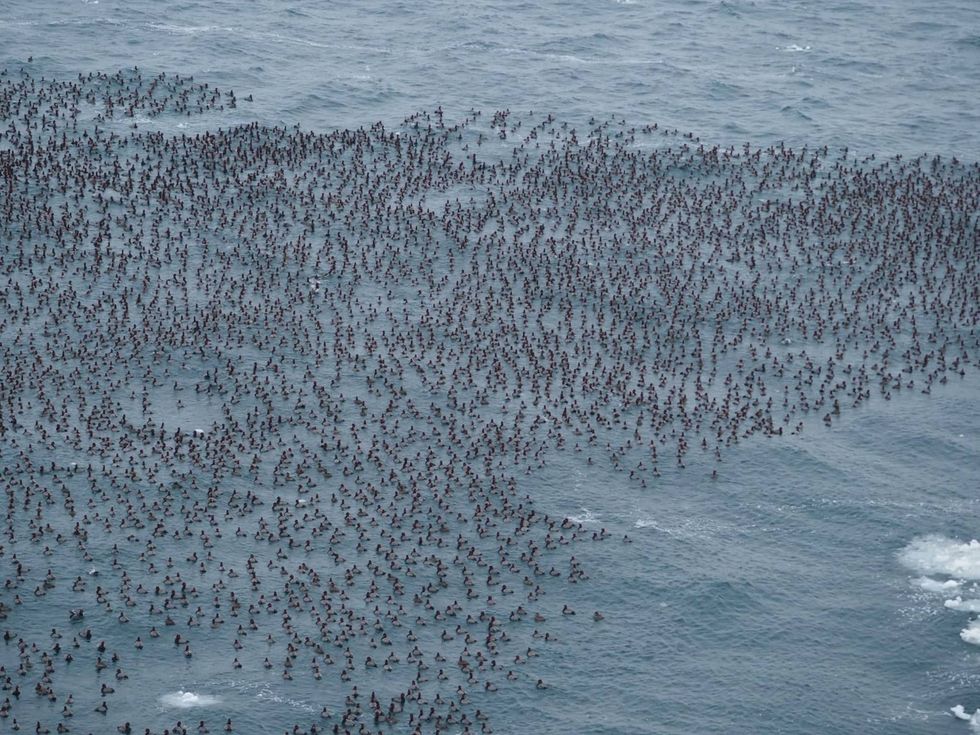 Worried motorists reporting a massive oil slick in the Straits of Mackinac had a hard time believing authorities when it turned out to a dense, record-setting mass of floating ducks -- thousands and thousands of ducks.