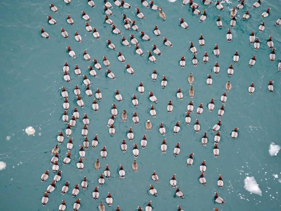 Worried motorists reporting a massive oil slick in the Straits of Mackinac had a hard time believing authorities when it turned out to a dense, record-setting mass of floating ducks -- thousands and thousands of ducks.