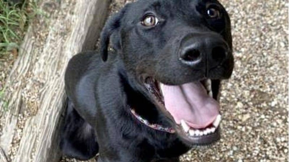 Wrigley @ Austin Humane Society 4/13/22