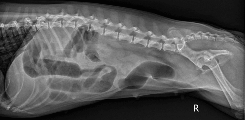 X-Ray of a dog with an intestinal hairball obstruction.
