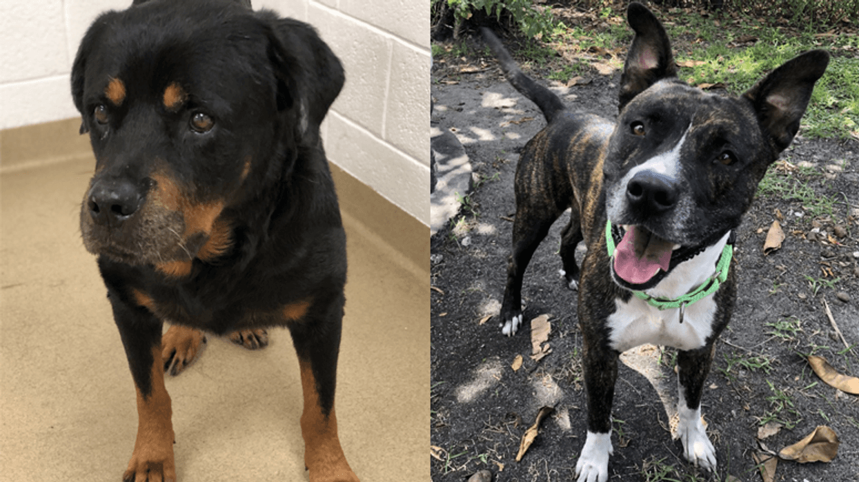 Yappy Hour - Aug 2020 - Von & Santiago