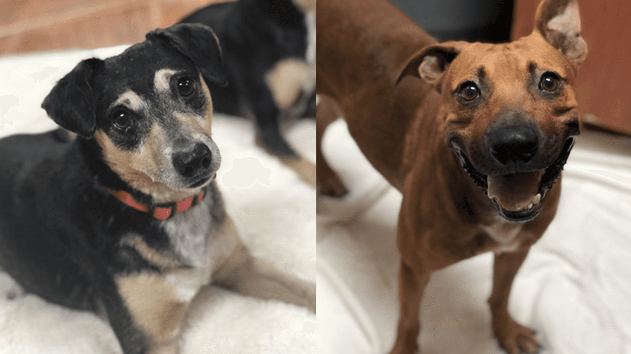 Yappy Hour - June dogs