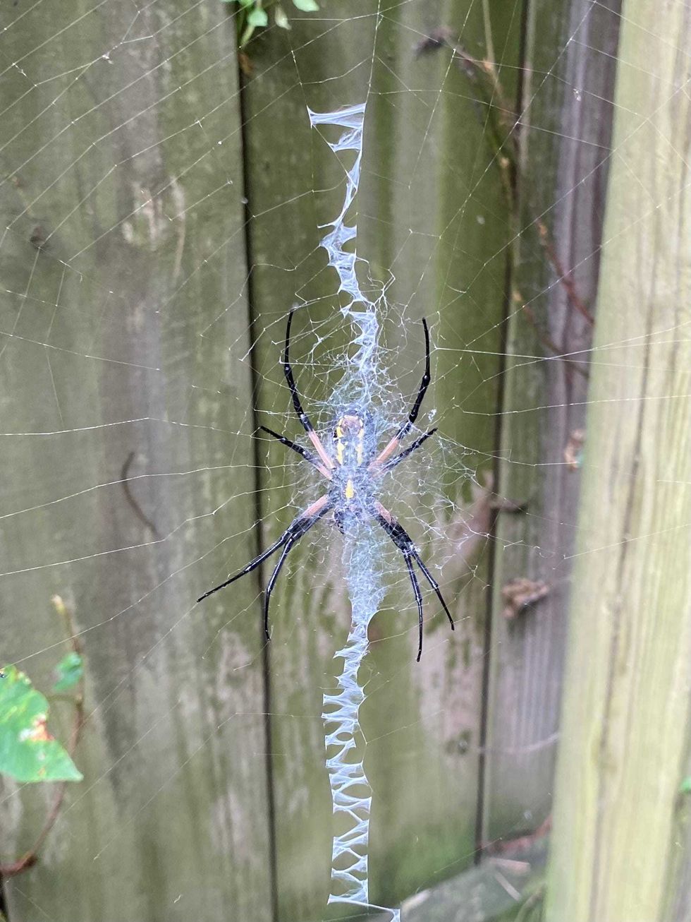 Yellow Garden Spider