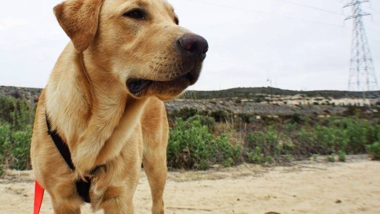 Yellow Lab