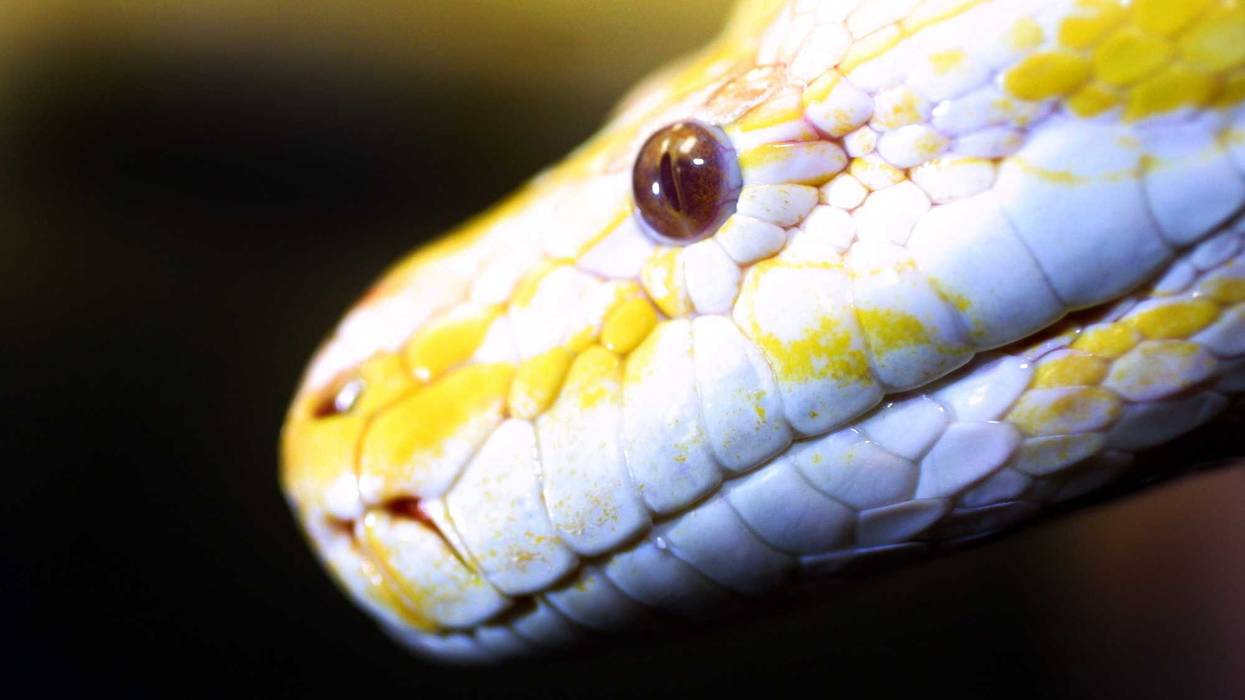 yellow python