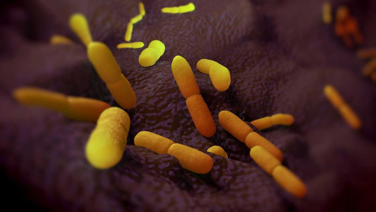 Yersinia pestis bacteria, artwork