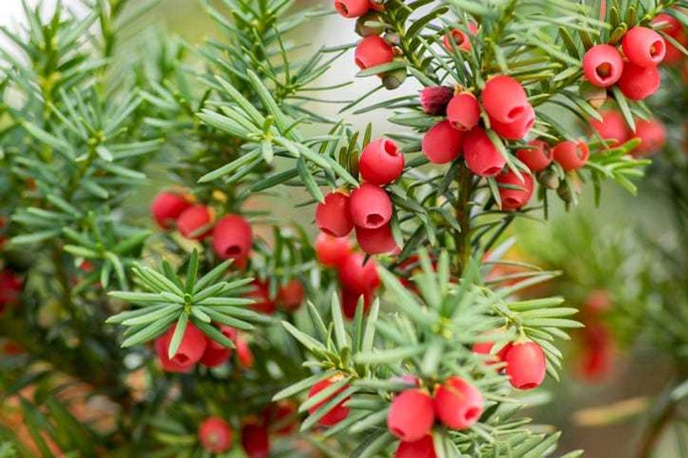 Yew Shrub