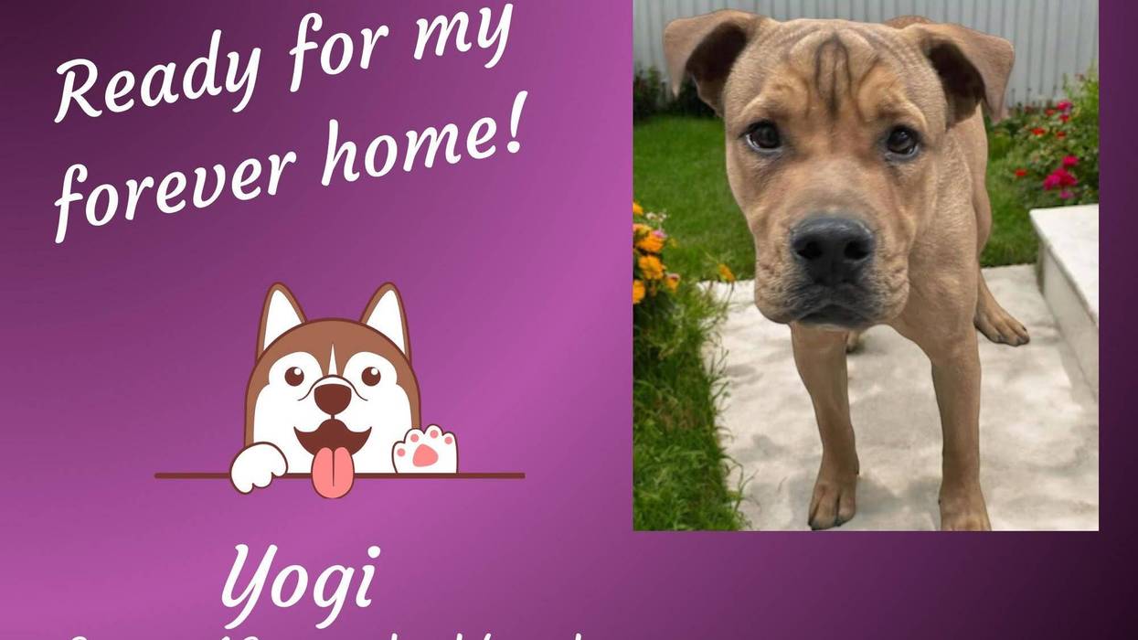 Yogi, a three year old medium brown mixed breed dog with a wrinkled forehead