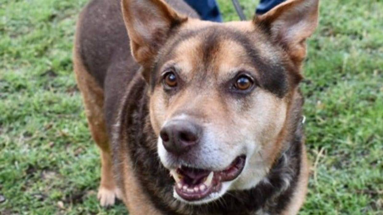 Yogi @ Austin Humane Society 11/16/22