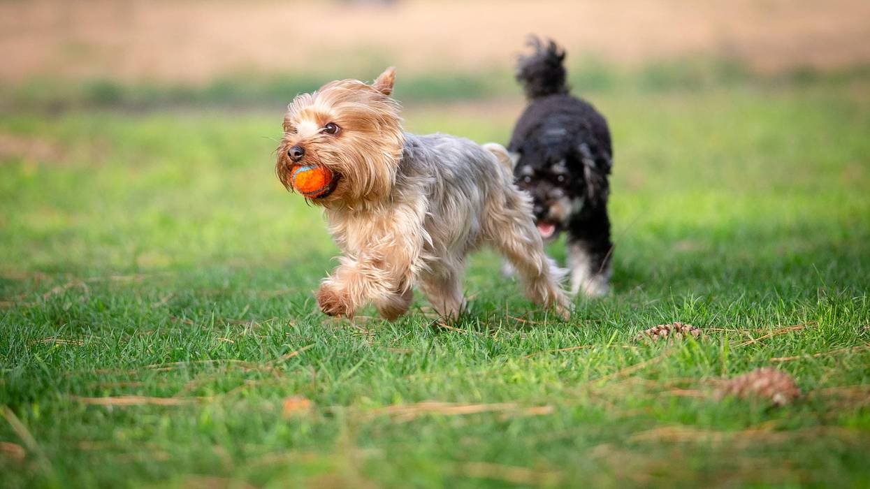 Yorkshire Terrier Running on a Grass Field Playing Fetch
