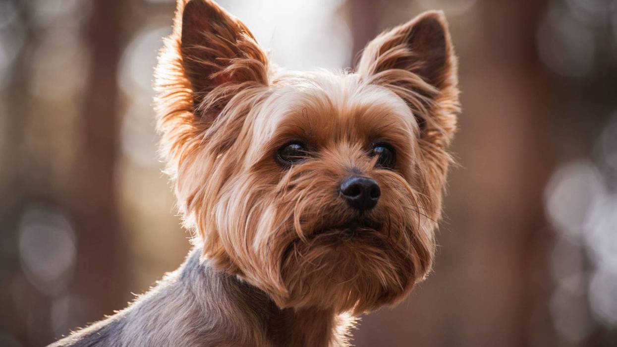 yorkshire terrier