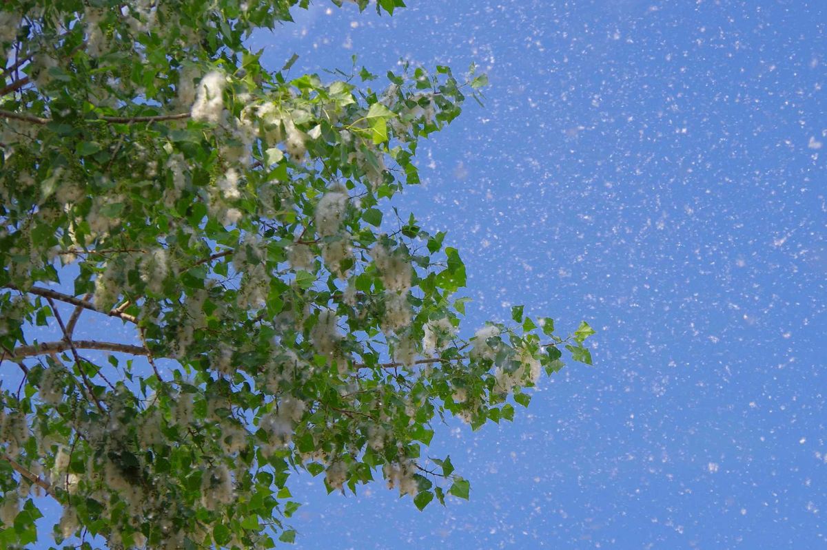 You may be battling a runny nose and watery eyes a little more often these days. Allina Health allergist Dr. Pramod Kelkar tells WCCO Radio's Vineeta Sawkar the allergy season is starting earlier and ending later each year.