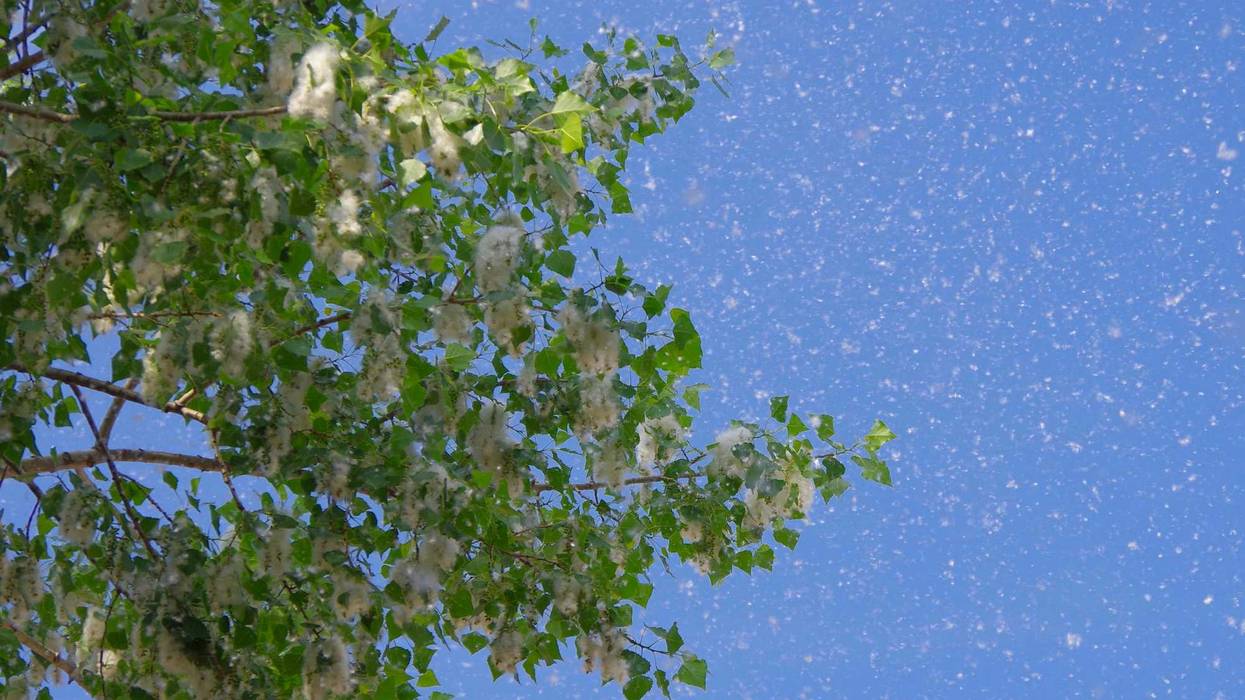 You may be battling a runny nose and watery eyes a little more often these days. Allina Health allergist Dr. Pramod Kelkar tells WCCO Radio's Vineeta Sawkar the allergy season is starting earlier and ending later each year.