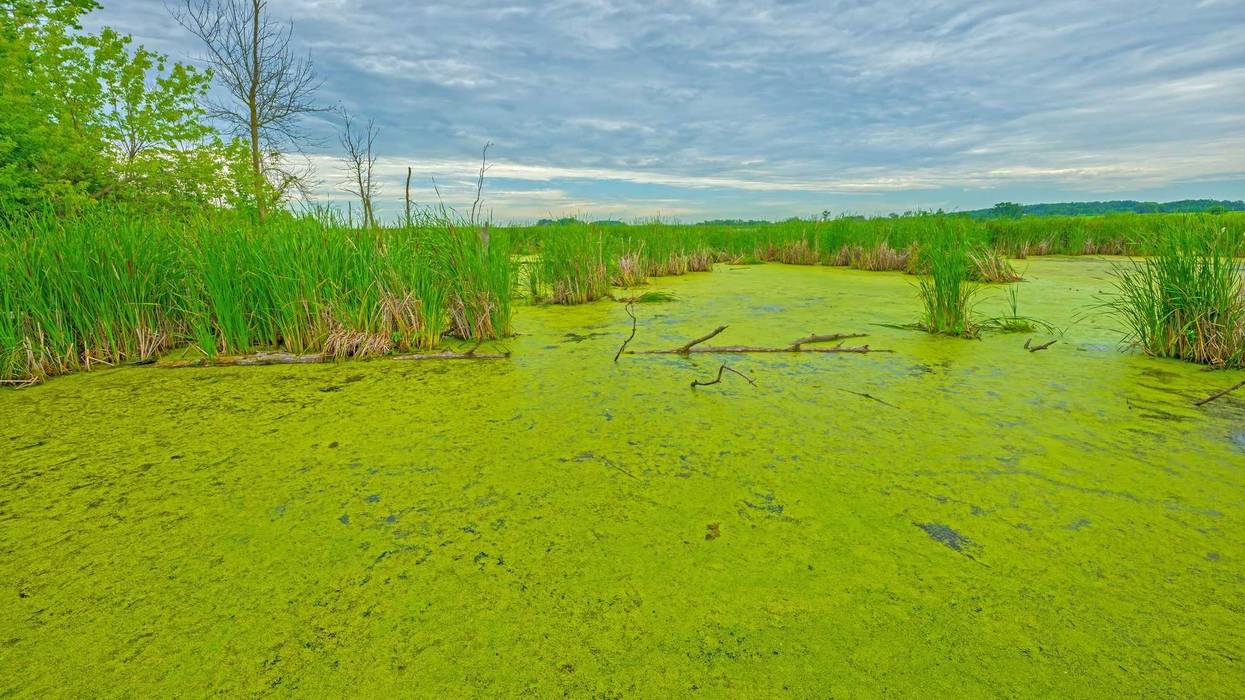 You may have noticed if you've been out walking the lakes of Minnesota or even out on the water already. Algae blooms are appearing earlier than usual across Minnesota's lakes and waterways.