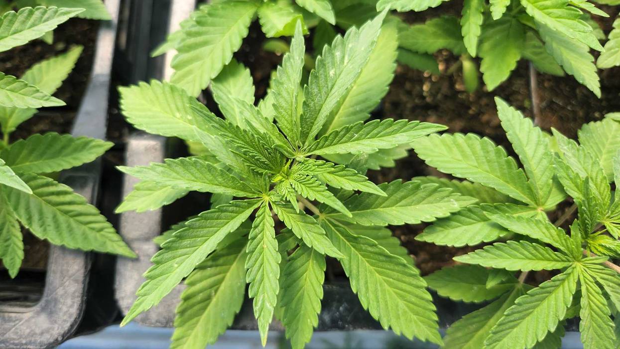 Young cannabis plants grows at Hepworth Farms near Poughkeepsie. The family-run, women-owned business anticipates its entire crop will be sold in New York City.