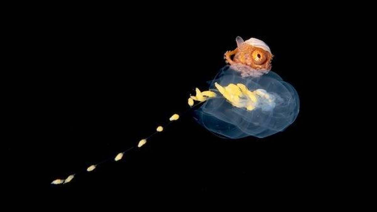 Young female paper nautilus argonaut riding a siphonophore.