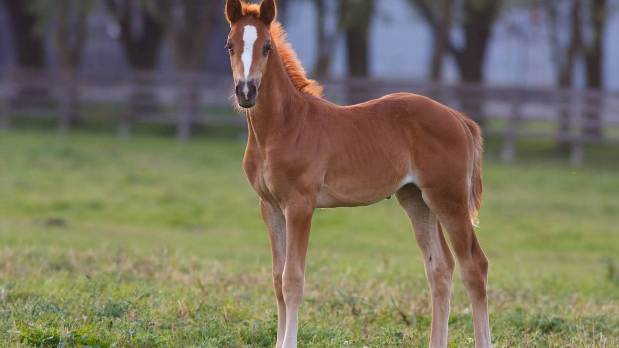 Young horse in a field