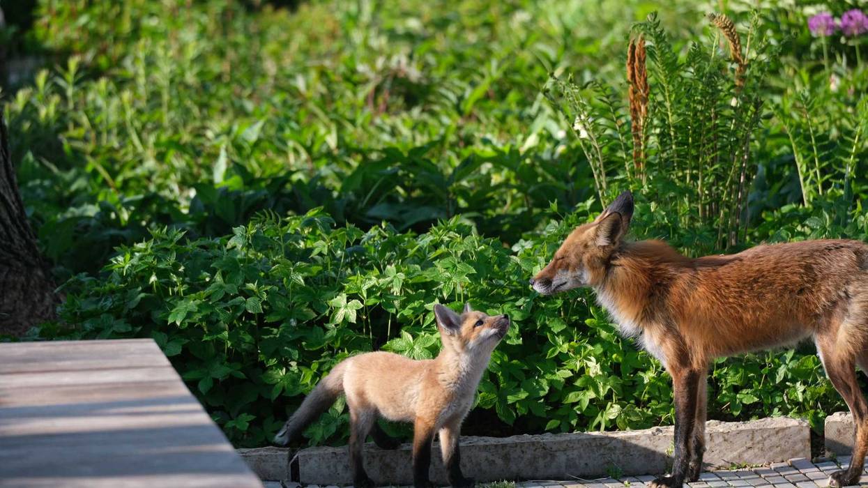 young kit fox and adult fox