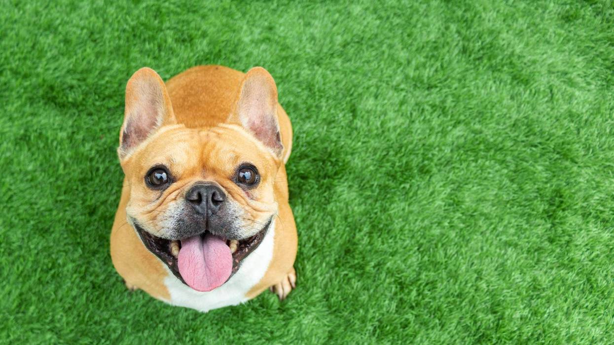 young puppy french bulldog playing