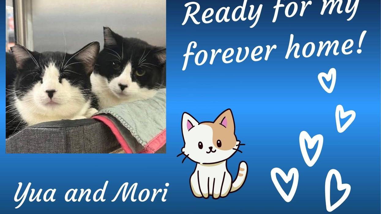 Yua and Mori, black and white cats who are brother and sister