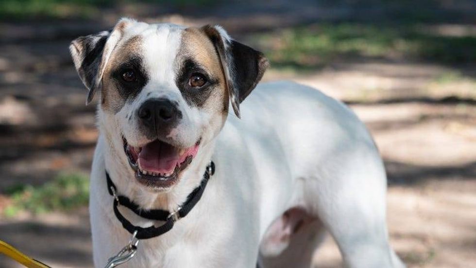 Zane @ Austin Humane Society 10/5/22