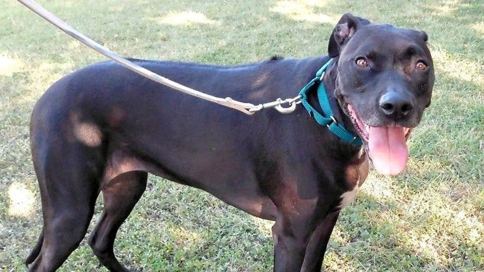 Zara @ Austin Humane Society 4/20/22
