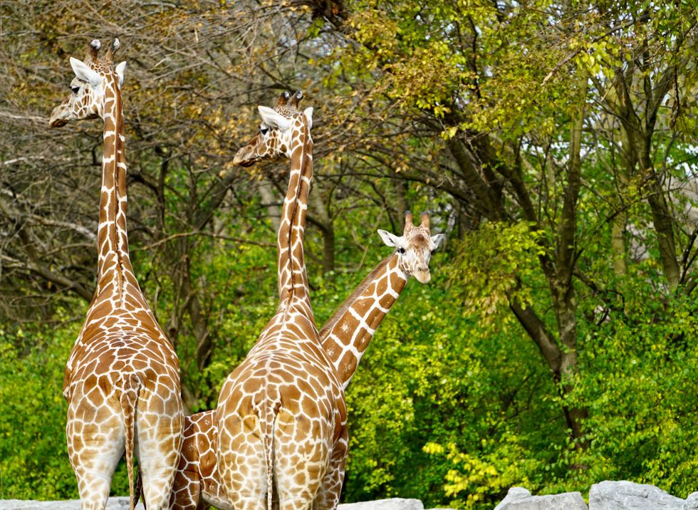 Zara the giraffe arrives at Detroit Zoo
