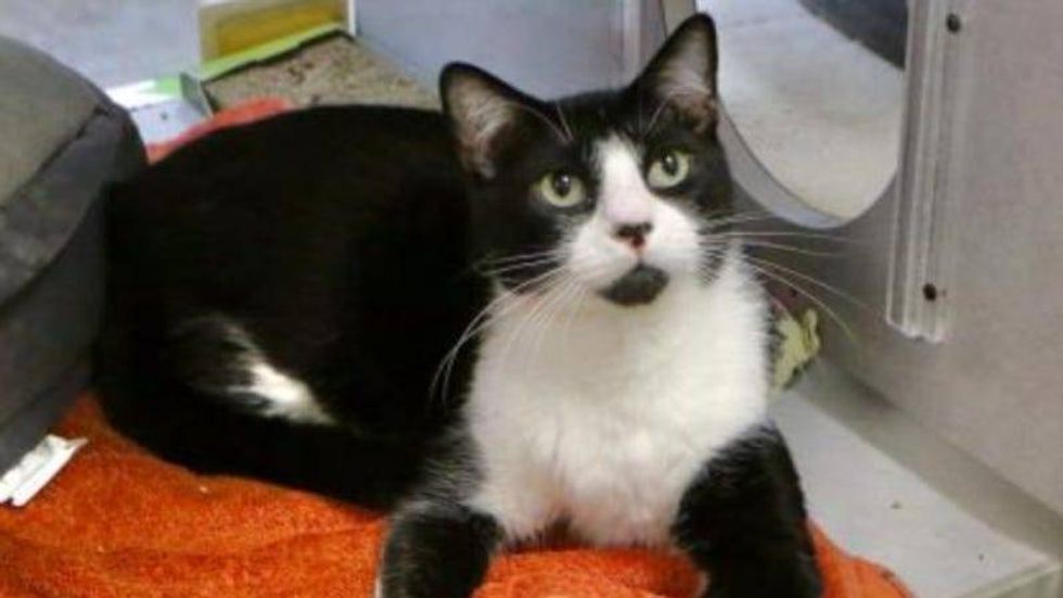 Zaxby @ Austin Humane Society 02/09/22