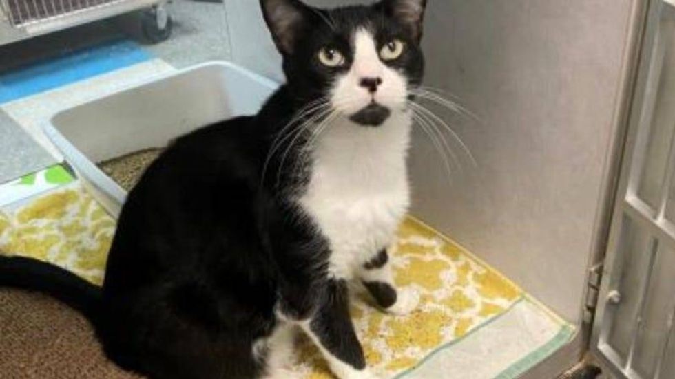 Zaxby Austin Humane Society Wnw 1/12/22